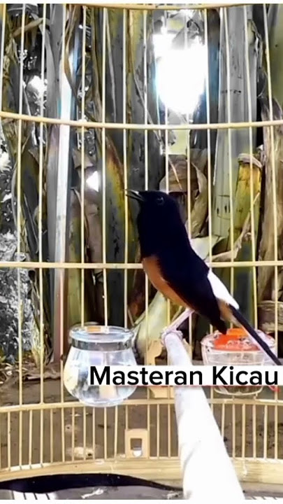 murai batu gacor #birds #muraigacor #kicaumania