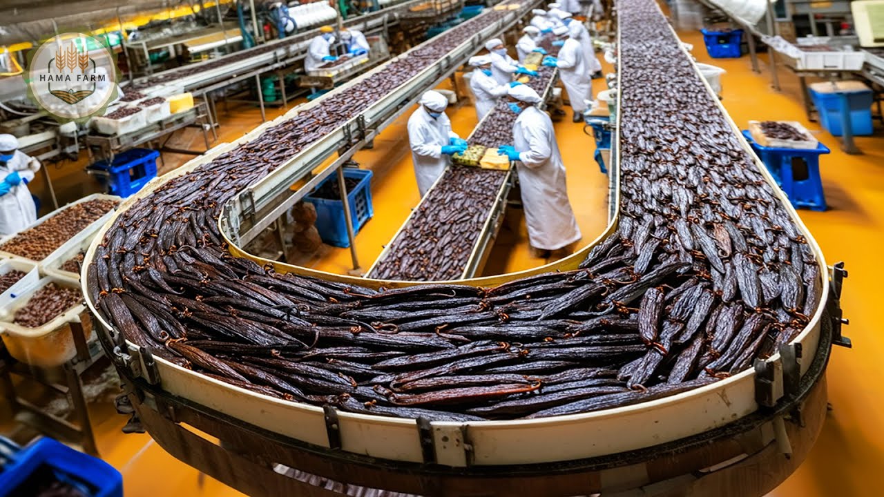 How to Process Millions of Tons of Vanilla – Amazing Vanilla Farming in Madagascar