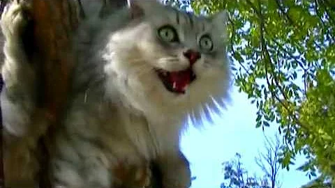 Video 287131: russian siberian cat, siberian cat walking, siberian cat enjoying, cat leash