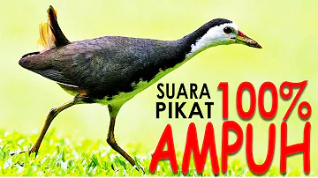 1 JAM Durasi Suara Burung Wak Wak Pikat Terbaik 2021 - Suara Burung Ruak Ruak