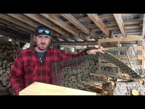 Two traps you NEED on your homestead
