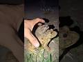 ¿Por qué los sapos solo salen de noche? 🐸  #datoscurisos#shorts #sabiasque #curiosidades #toad