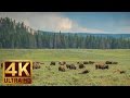 Yellowstone Bisons - Relaxing Scene in 4K Ultra HD - 40 minutes of Nature Sounds and Birds Singing