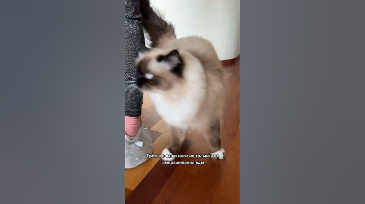 Как понять, что ваш котик счастлив?