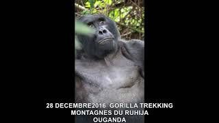 20161228 GORILLA TREKKING MONTAGNES DU RUHIJA OUGANDA 5