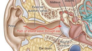 الأذن وآلية عملها - كيف تعمل الأذن؟
