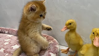 So cute funny😂!The process of kitten and the duckling making friends.Video of ducklings and kittens by 土豆の日記Cat's diary 142,726 views 1 month ago 4 minutes, 2 seconds