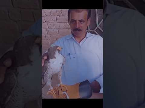 new male peregrine