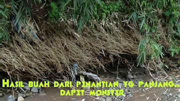 Biawak Monster sudah langka sekarang