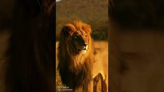 manusia harimau tiktok