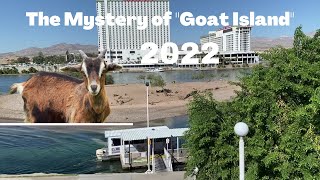 The Mystery of the Goats on 'Goat Island' Bullhead City