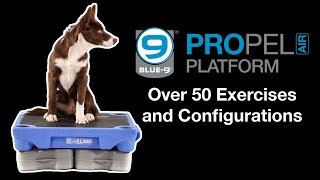 50+ Canine Fitness and Body Awareness Exercises with the NEW Propel Air Platform Equipment