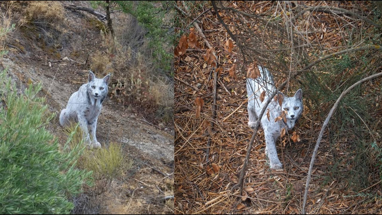 Rare White Iberian Lynx Encounter by Photographer Ángel Hidalgo in Spain