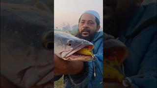 amazing snakehead fish catchingfish animal funny