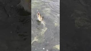 Кунджа на воблер #fishing #рыбалка #голец #salmon #fish #кижуч #кунджа #горбуша #сима