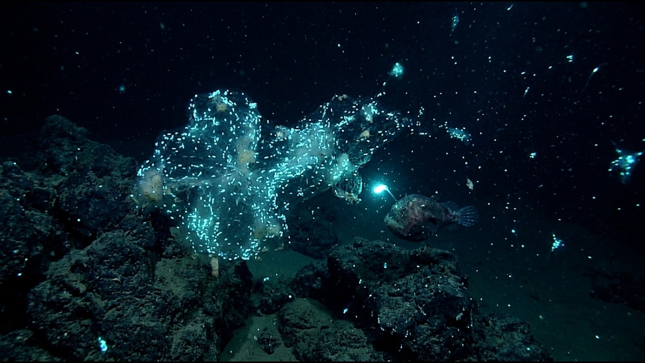 The Deep Sea Bioluminescent Bacteria Turning Ocean Currents Into Living ...