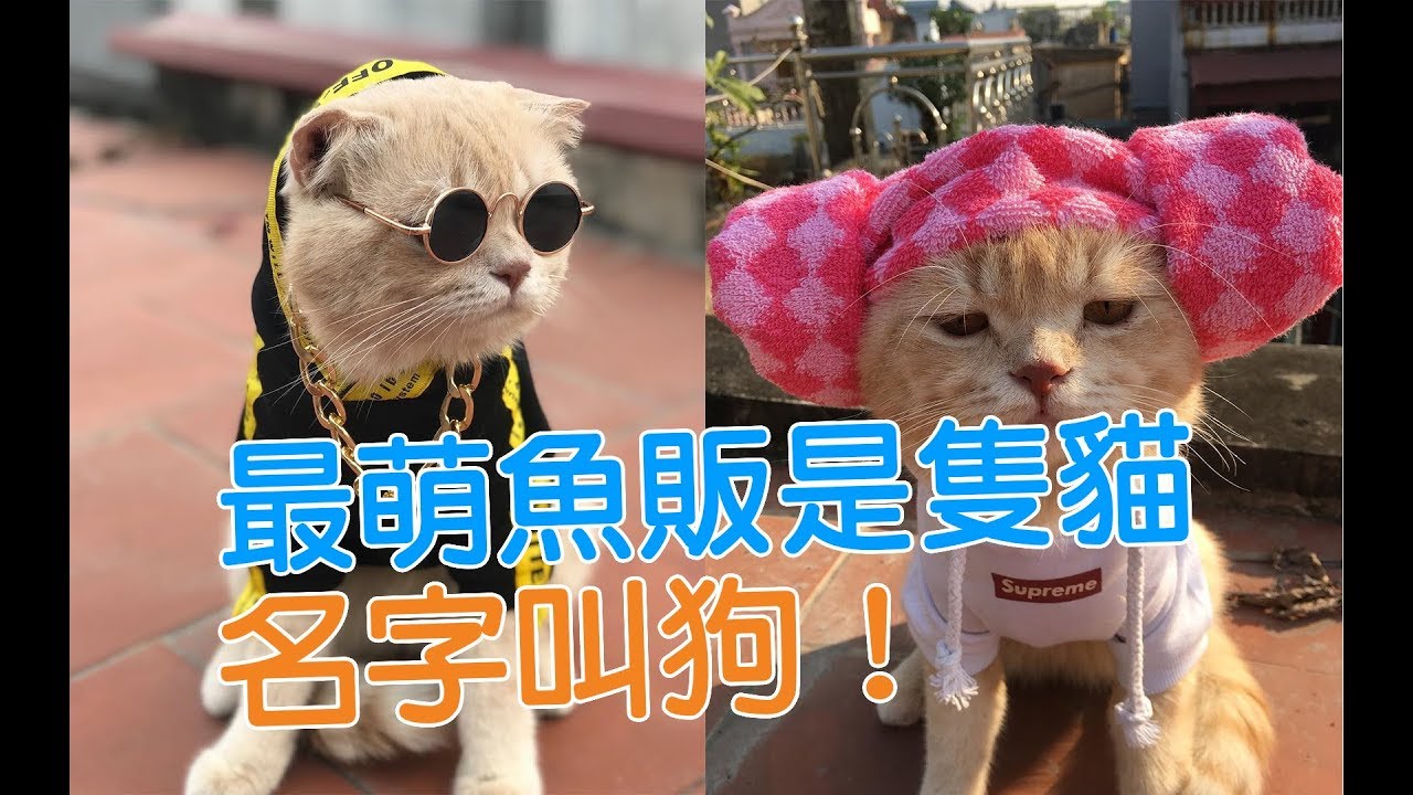 103酷猫名字 好 21 103酷猫名字 好 21