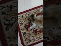 In a good mood( ফুরফুরে মেজাজে) #petlover #pets #cat