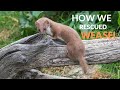 How We Rescued Weasel from the Trap