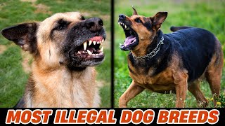 15 Most Illegal Dog Breeds On The Planet in Action by Cute Emergency 137 views 1 year ago 7 minutes, 14 seconds