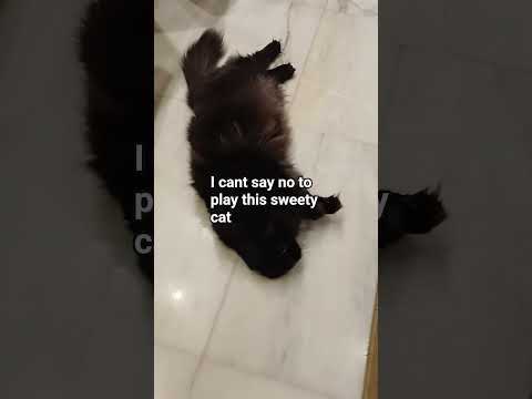 So Adorable And Playful Bailey Shortvideo Prettycat Catlovers Animallovers