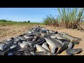 Wow amazing fishing! a fisherman Skill catch fish a lot in mud at field catch by hand