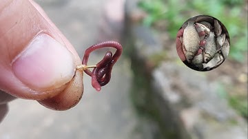 3 Cách móc giun câu cá diếc cá chép đơn giản hiệu quả