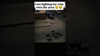 Cat Fight for Territory 😼🔥 | Animal Kingdom Drama😂