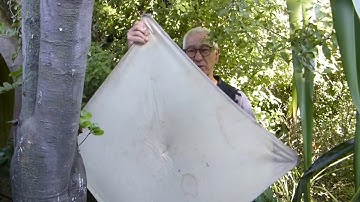 Finding invertebrates by shaking or beating vegetation on to a surface beneath