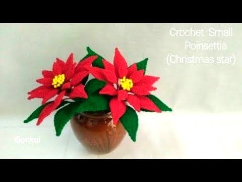 วีดีโอ: Poinsettia - ดอกไม้คริสต์มาส
