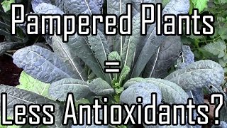 Stressed Plants Are Higher in Antioxidants!