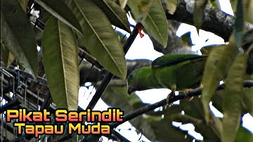 Memikat Serindit ||Test Port Tapau Muda #pikatserindit #catchbirds #viral