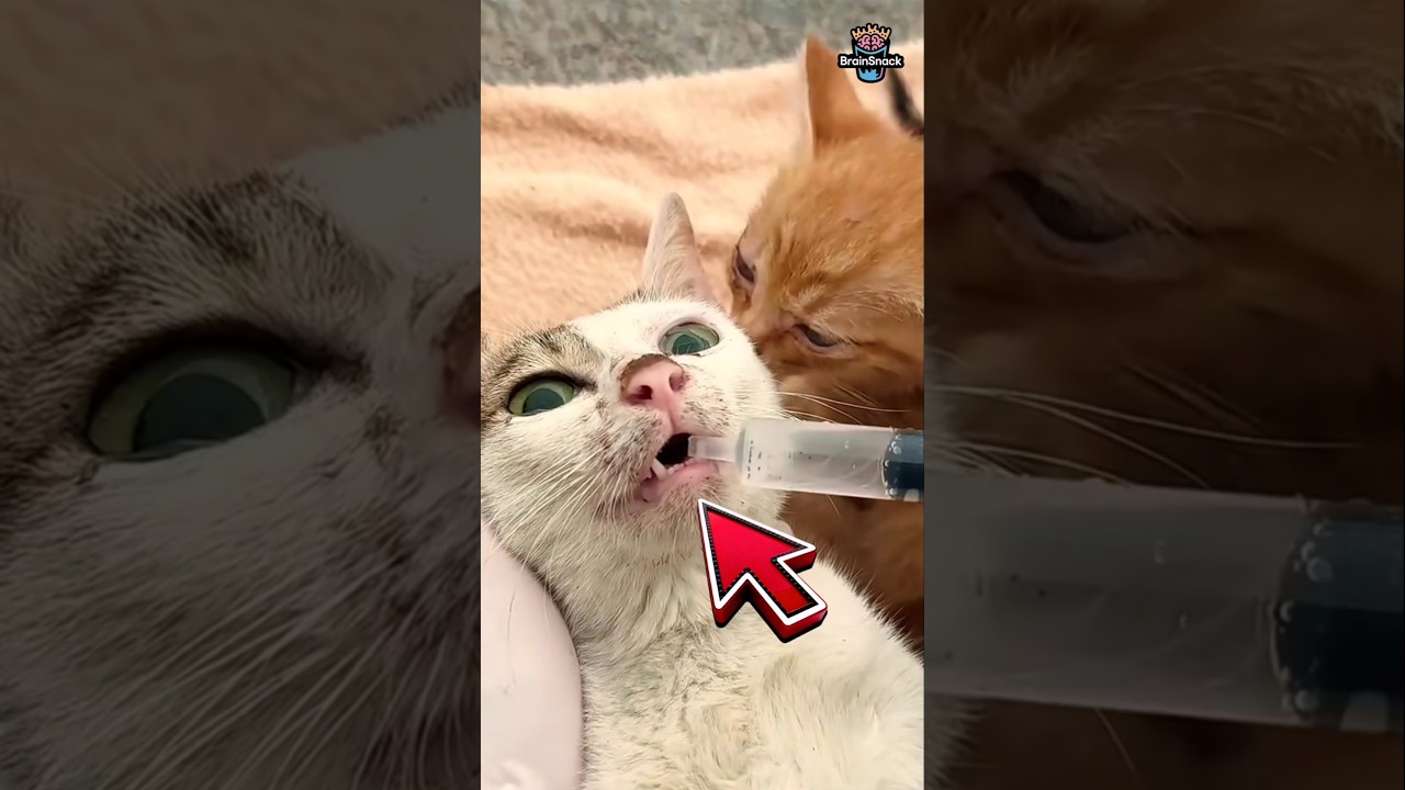 Cat Rescue Turned Into a Miracle | BrainSnack 