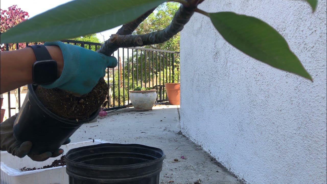 Uppotting a plumeria plant YouTube