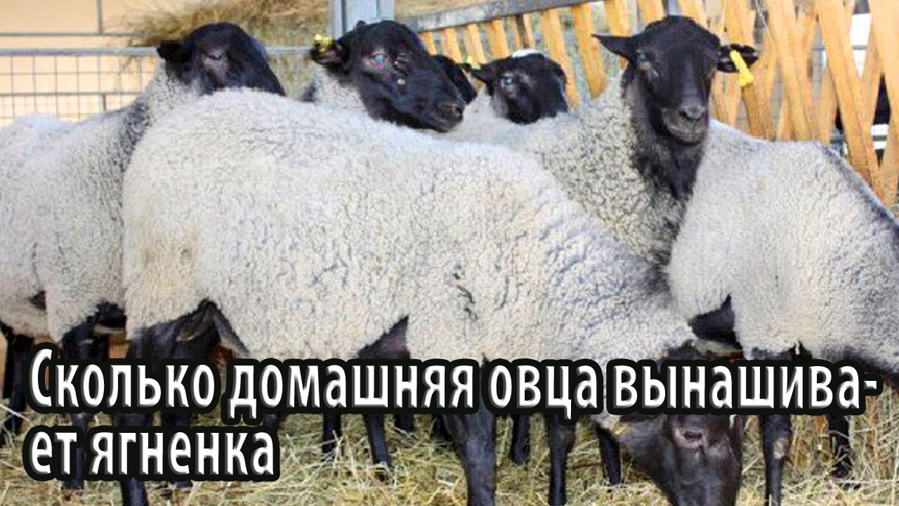 Сколько домашняя овца вынашивает ягненка