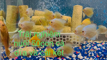 Thử thách mua 50con cá dĩa giá siêu mềm ở mỹ ra sao