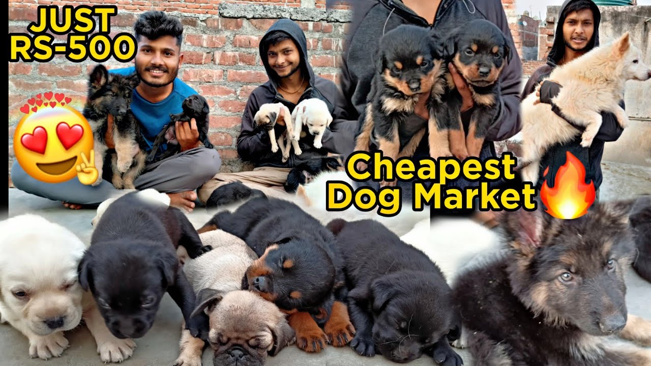 Cheapest Dog Market In Delhi Just For Rs500 Exploring Pit bull