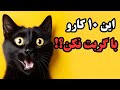 اشتباهاتی که نباید در قبال گربه ها انجام بدید 