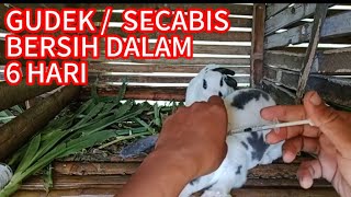 GUDEK /SECABIR RONTOK 2 KALI SONTEK