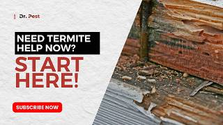 Termite Help Near Me: How to Spot, Stop, and Prevent Termite Damage | Dr. Pest