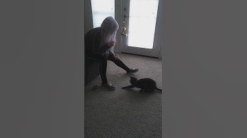 Catnip bubbles 2019 #cutecat