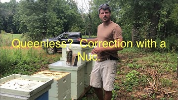 Using nucs to fix a queenless hive