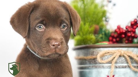 For Adoption! "Mocha"- Calm & Cuddly English Lab Mr. Gray from Reeces & Rolo