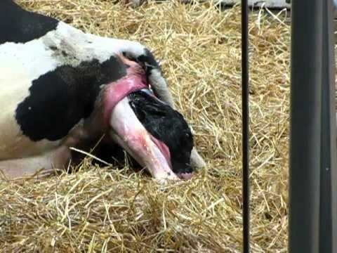 fair oaks farm indiana cow having a calf very cool youtube