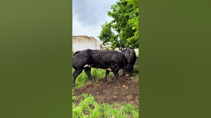 Sapi Belgian Blue, montok. 😁