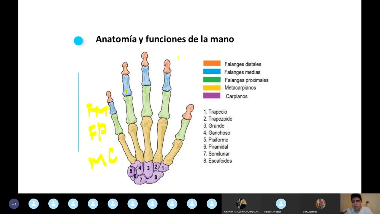Clase Anatomía y funciones de la mano LFR A19 - YouTube