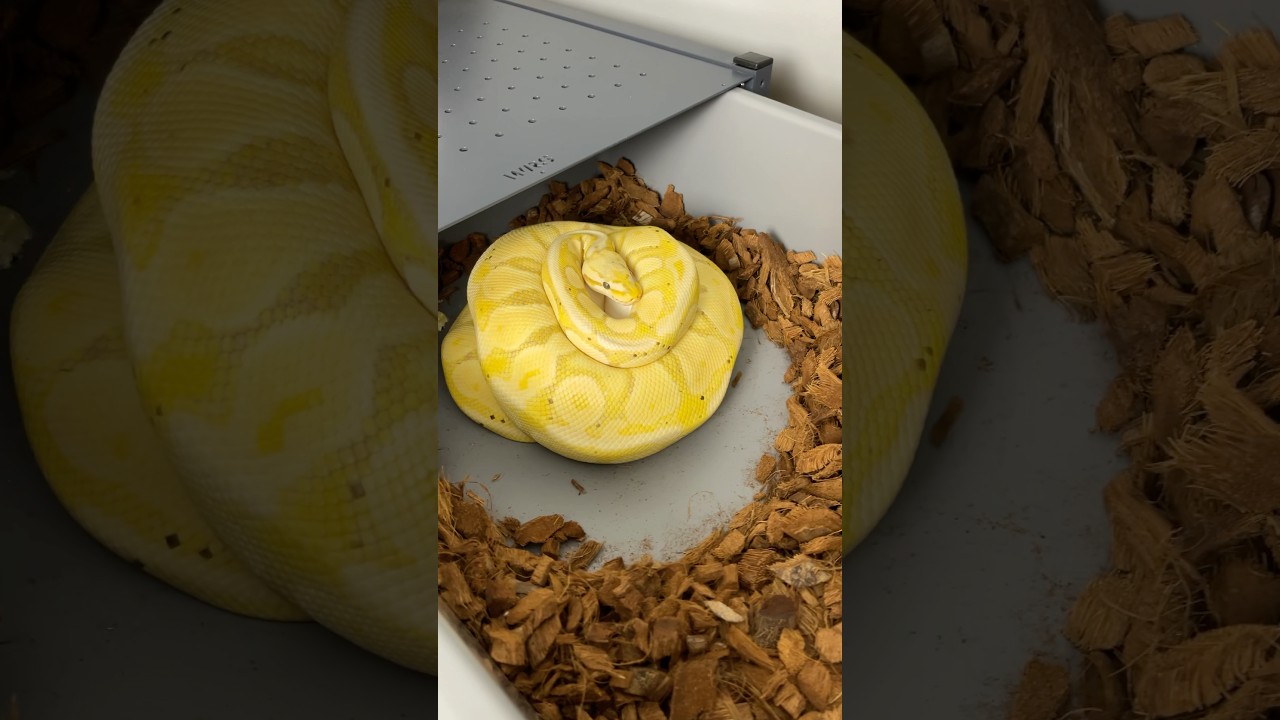 Znios 3/25 #hodowlawęży #reptiles #pythonregius #snake #ballpythoneggs #jajka #banana #pastel #waz