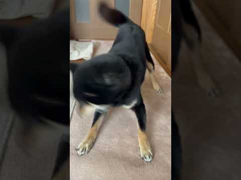 ボール投げたら柴犬が予想外すぎた