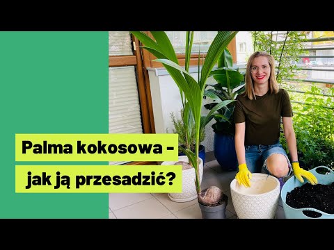 🥥  Palma kokosowa  - jak ją przesadzić, by nie marniała 👌