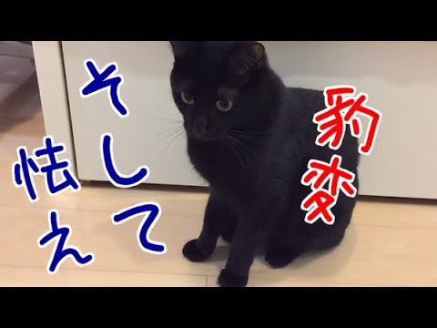 豹変し威嚇しまくる猫と怯える猫